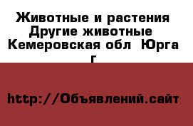 Животные и растения Другие животные. Кемеровская обл.,Юрга г.